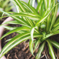 The Best Indoor Plants for Purifying Air