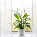 Transform Your Indoor Air with 20x22x1 Air Filters and Purifying Plants