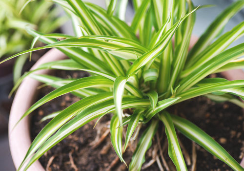 The Best House Plants for Purifying Indoor Air