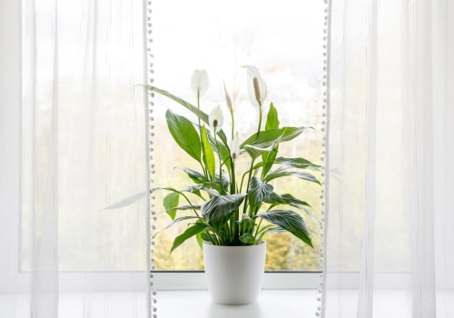 Transform Your Indoor Air with 20x22x1 Air Filters and Purifying Plants